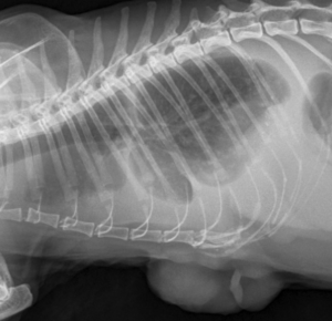 猫の乳腺腫瘍　胸水